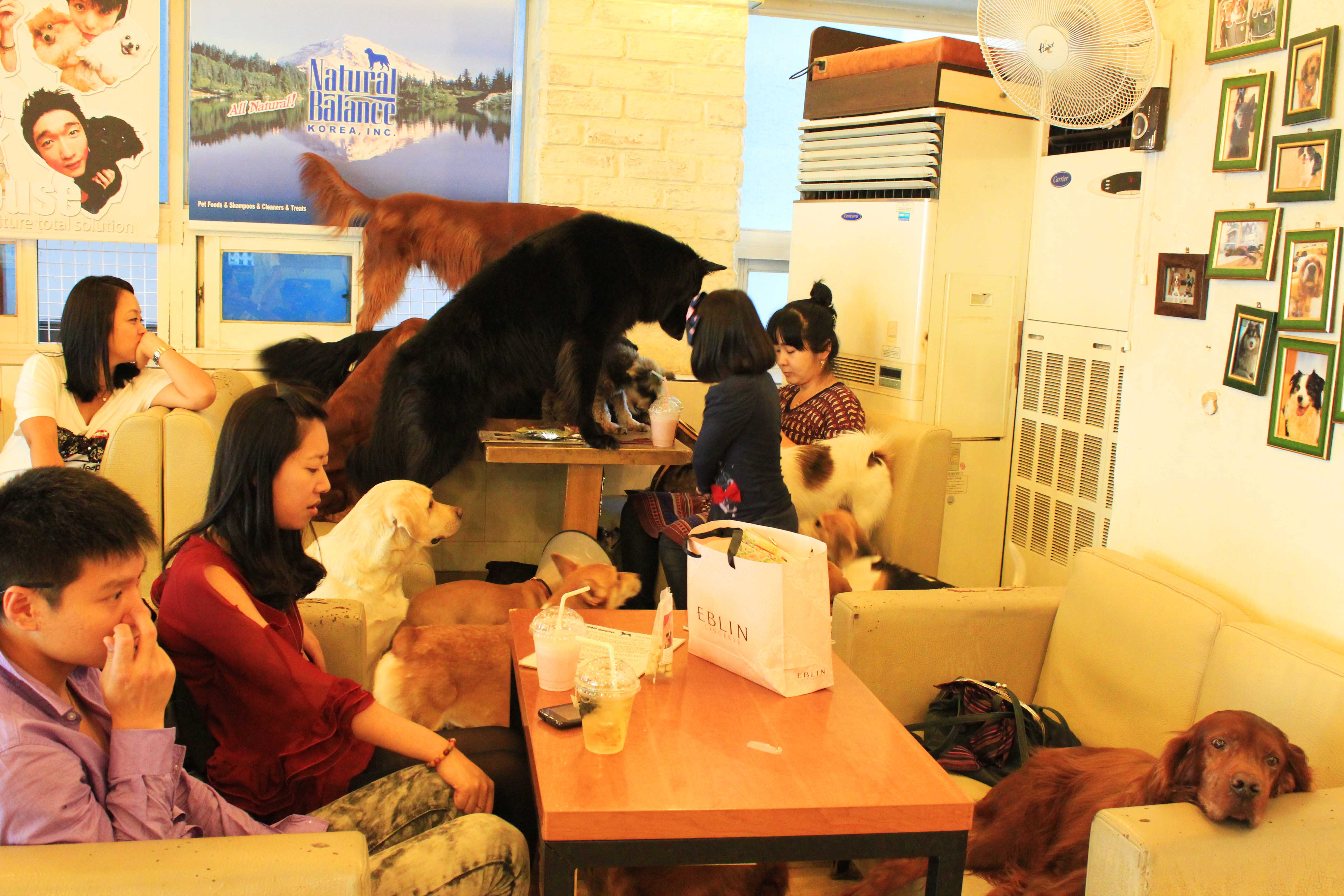  Korean  Dog  Cafe  Panorama
